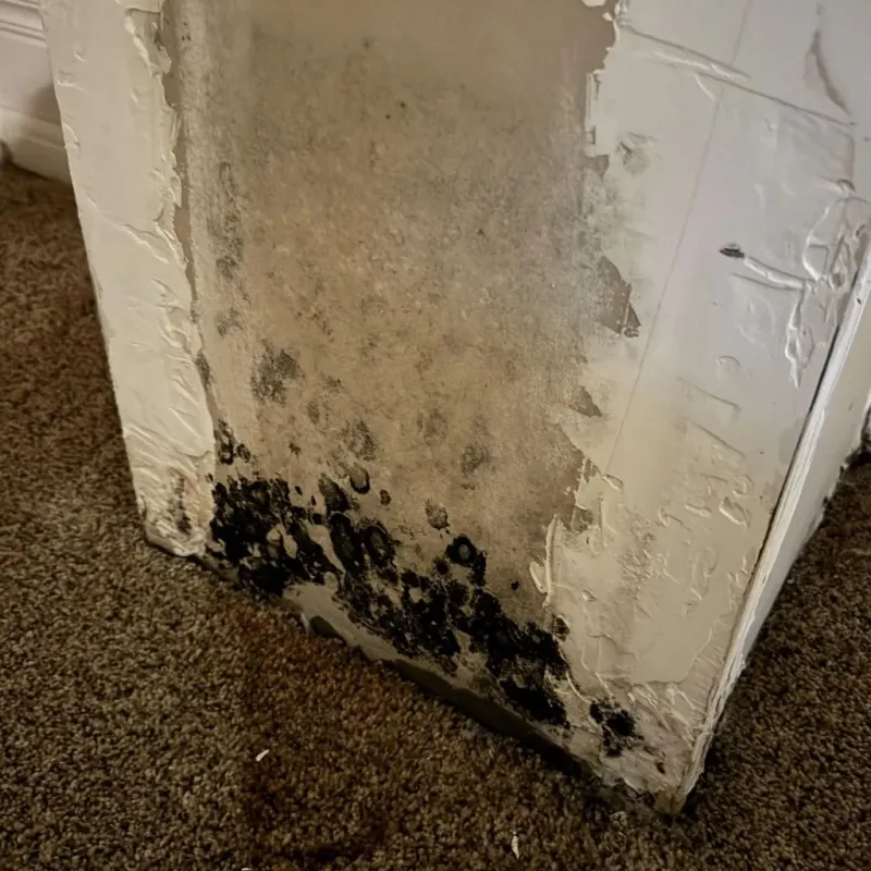 Professional Mold Removal in Blair, WI